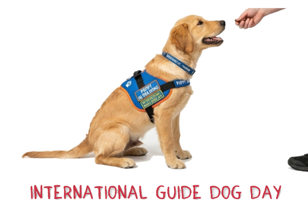 a guide dog puppy in training 